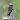 Black collared starling sounds