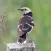 Black collared starling sounds