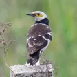 Black collared starling sounds Black collared starling sounds
