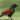 Coucal Sounds