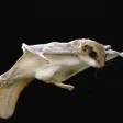 Flying squirrel sounds