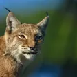 Lynx sounds