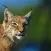 Lynx sounds