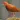Red-legged Crake bird Sounds