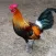 Red junglefowl Sounds