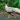 Silver pheasant sounds