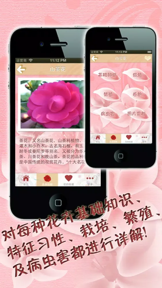 صور 养花大全 家庭办公养花必备