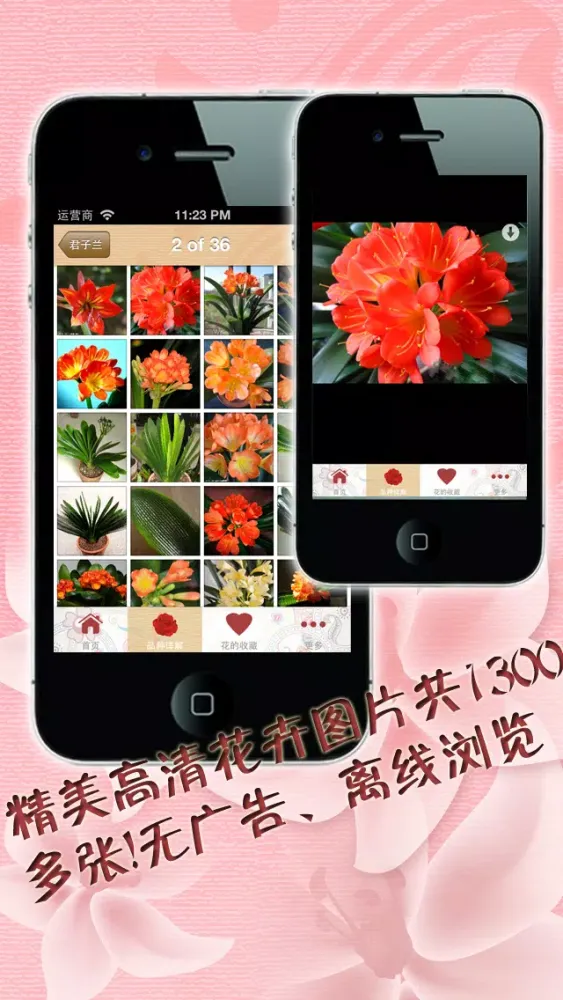 صور 养花大全 家庭办公养花必备