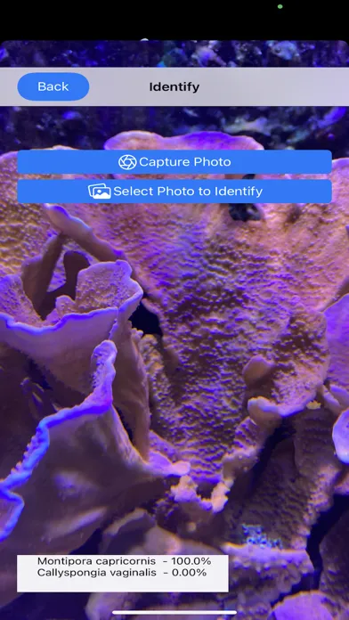 Zrzuty ekranu AI Reef Cam