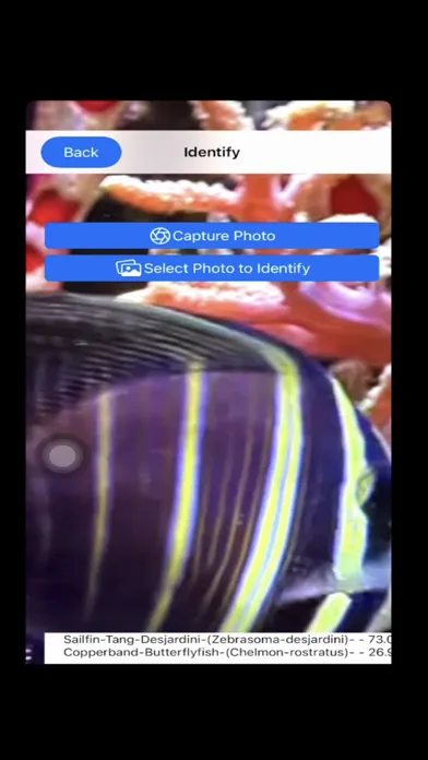 Zrzuty ekranu AI Reef Cam