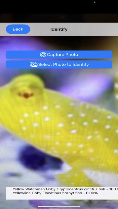 Zrzuty ekranu AI Reef Cam