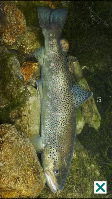 Fische OÖ - Schonbestimmungen Screenshots