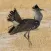 Birds of Botswana