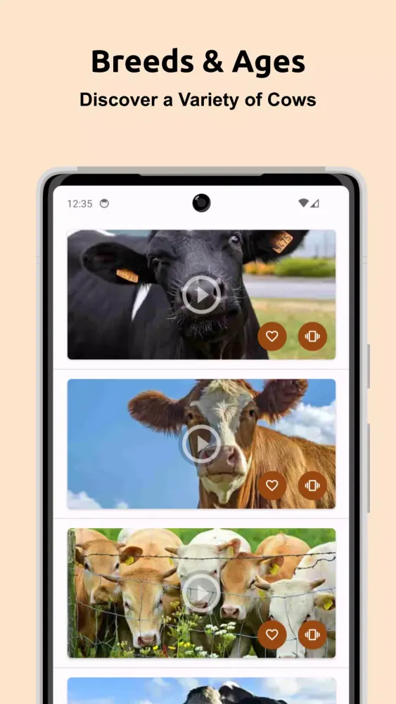 تصاویر Cow Sounds