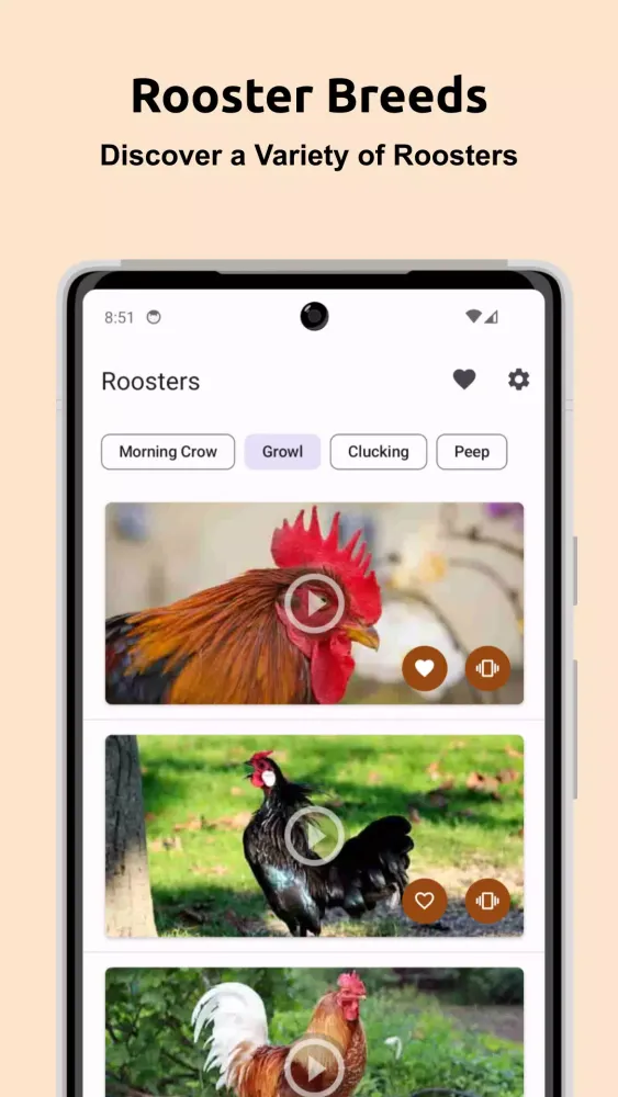 Rooster Sounds 스크린샷