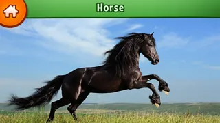 Learn about animals Screenshots