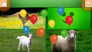 Learn about animals Screenshots