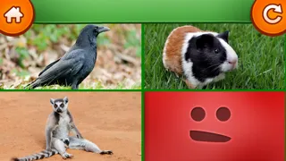Learn about animals Screenshots