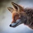 Animal Sounds - Nature Calls