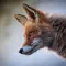 Animal Sounds - Nature Calls