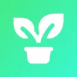 my Flowers Комнатные растения