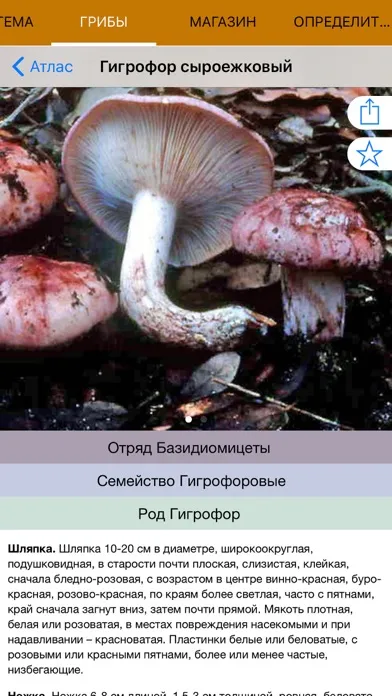 Экогид - Грибы и Определитель स्क्रीनशॉट