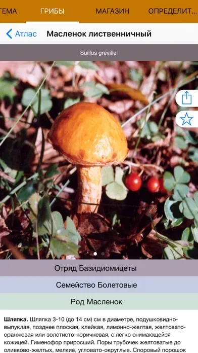 Экогид - Грибы и Определитель स्क्रीनशॉट
