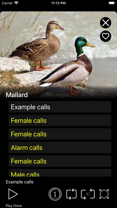 Birds of North America: Sounds应用截图