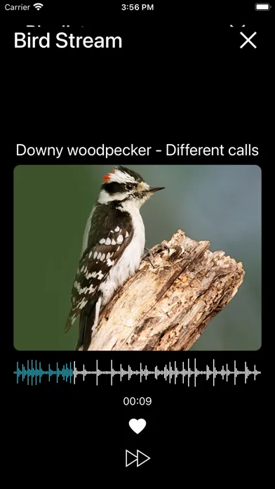 Birds of North America: Sounds应用截图