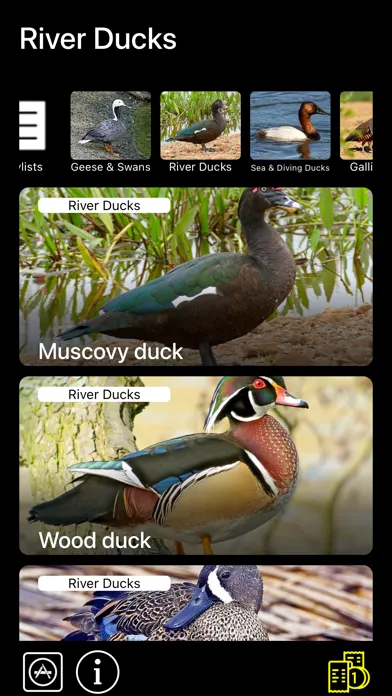 Birds of North America: Sounds应用截图
