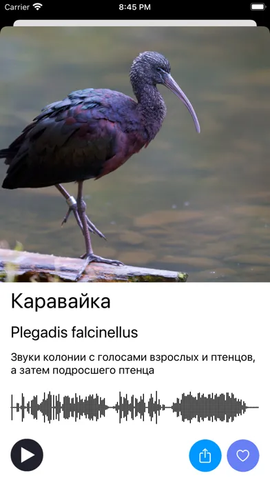 Экогид - Голоса птиц Screenshots