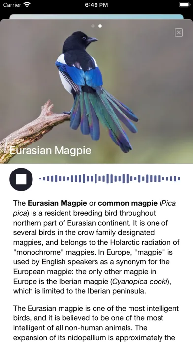 Скриншоты Bird Song/Photo Identification