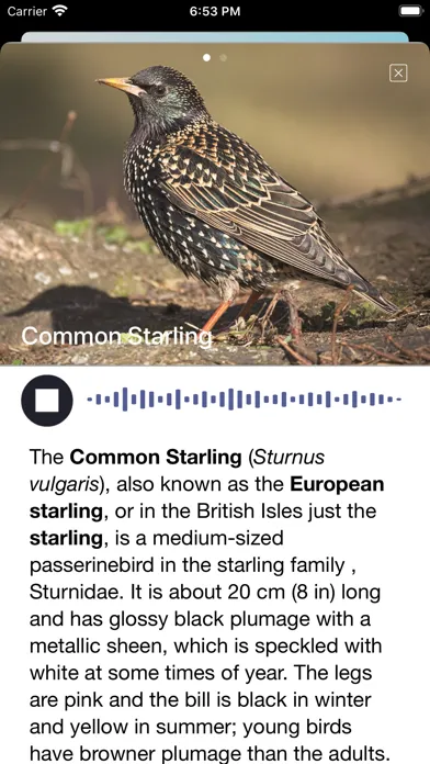 Скриншоты Bird Song/Photo Identification
