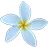 Jasmine IM