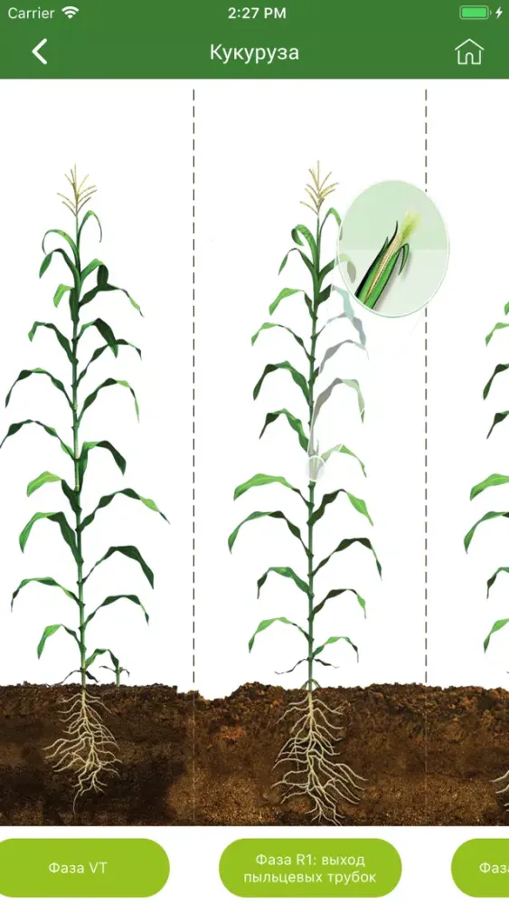 صور Каталог Pioneer seeds