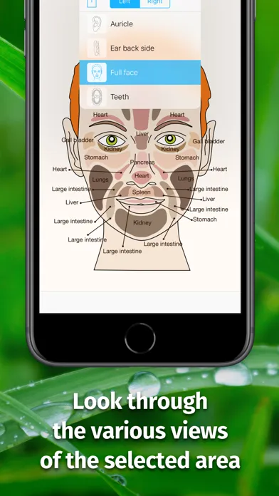 Massage Maps • Reflexology Screenshots