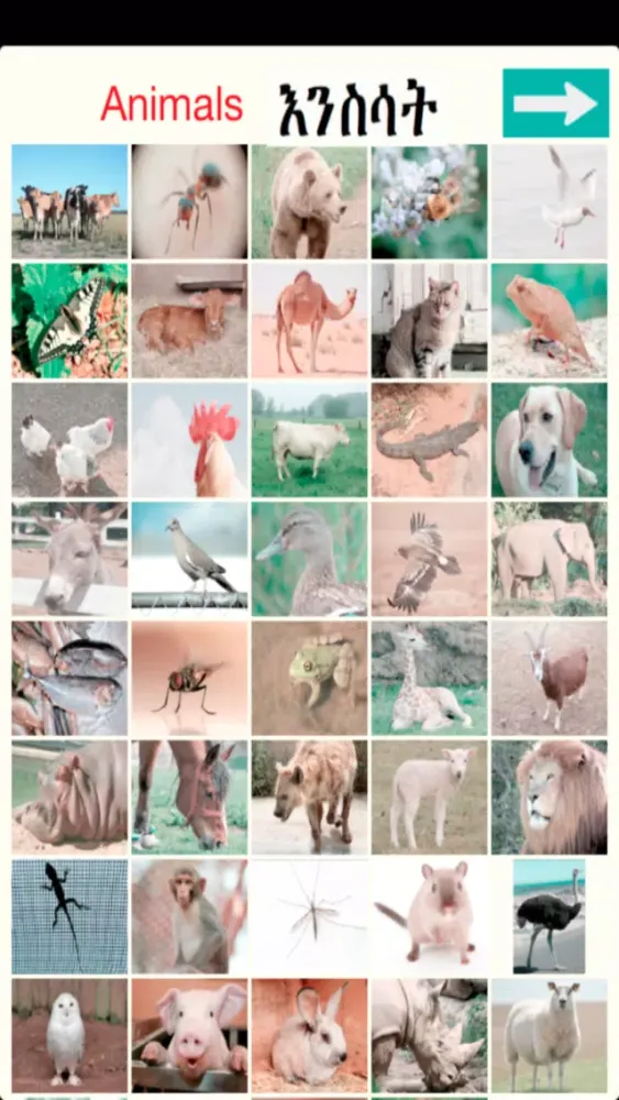 ภาพหน้าจอของ Animals Names in Amharic