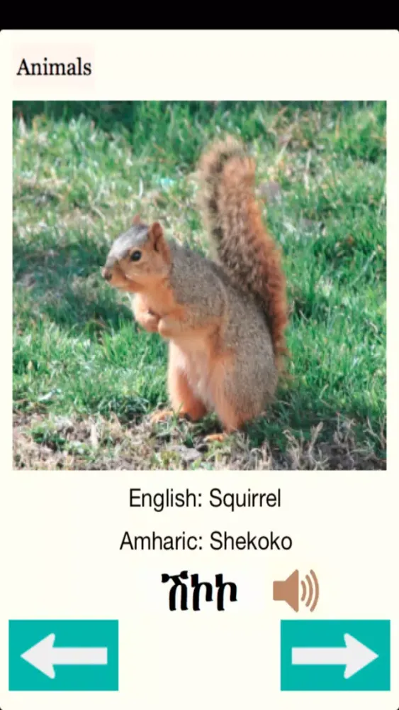 ภาพหน้าจอของ Animals Names in Amharic