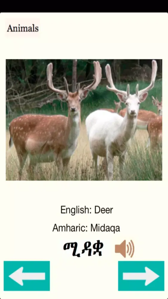 ภาพหน้าจอของ Animals Names in Amharic