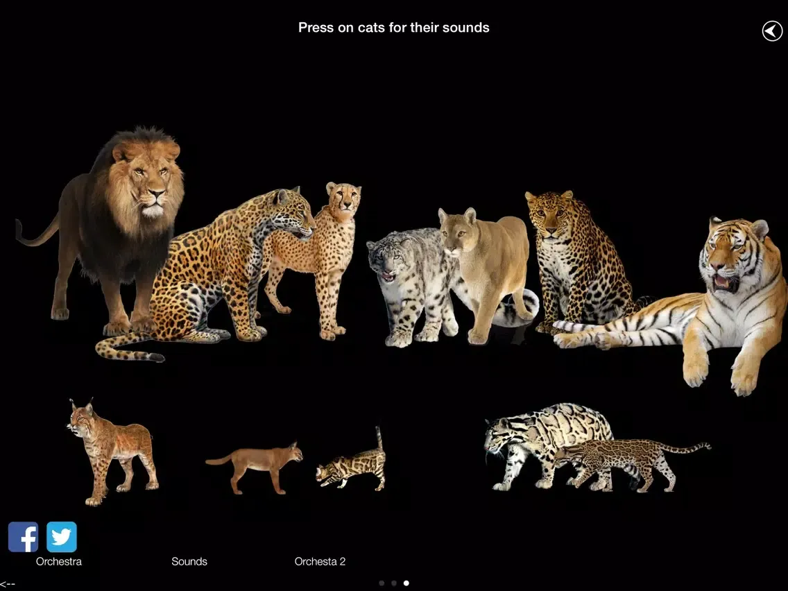 تصاویر Wild Cats Orchestra iPad 