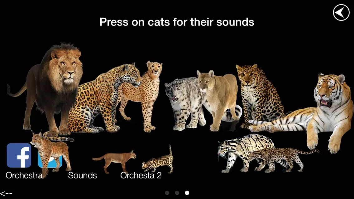 تصاویر Wild Cats Orchestra