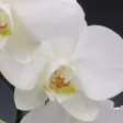 Sarah Michaels Floral Design Sarah Michaels Floral Design