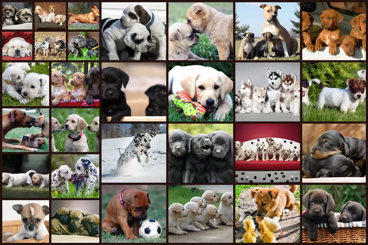 Capturas de pantalla de Puzzle Games Dogs Jigsaw