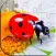 Insect puzzles - Relaxing photo picture jigsaw puzzles for kids and adults