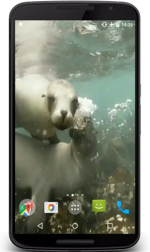 Sea Lions Video Live Wallpaper スクリーンショット