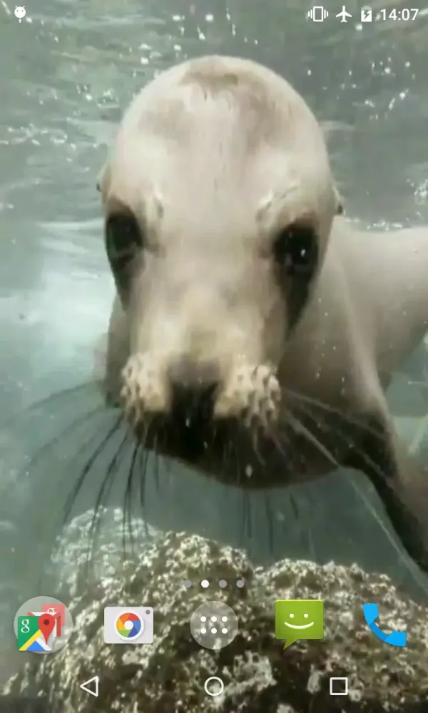 Sea Lions Video Live Wallpaper スクリーンショット