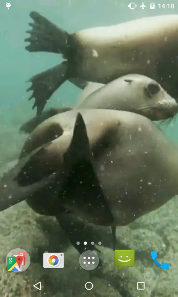 Sea Lions Video Live Wallpaper スクリーンショット