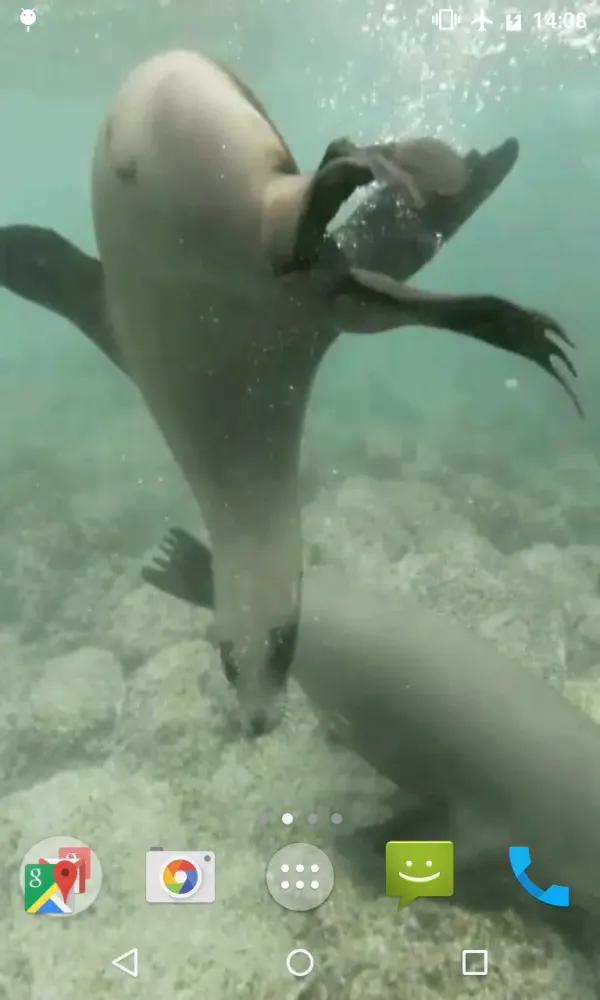 Sea Lions Video Live Wallpaper スクリーンショット
