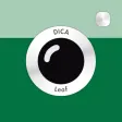 DICA - Leaf