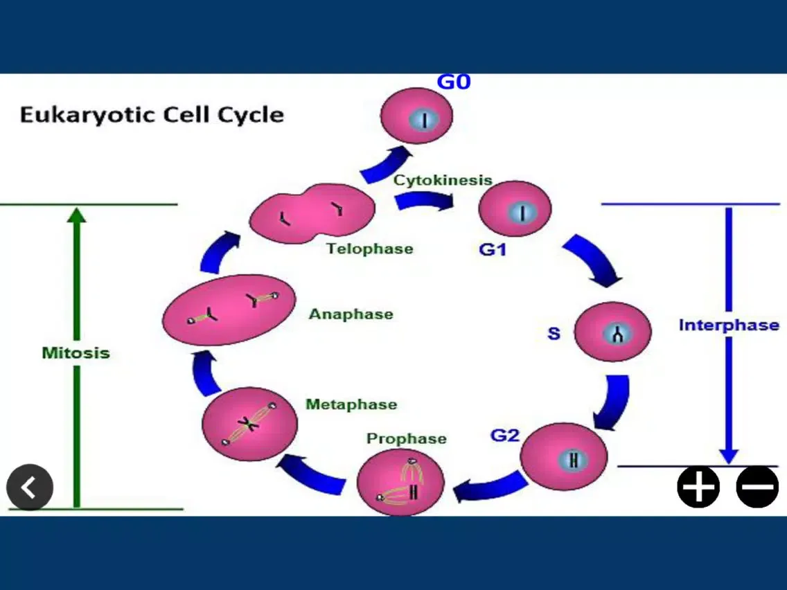 Capturas de pantalla de CellCycle iPad 